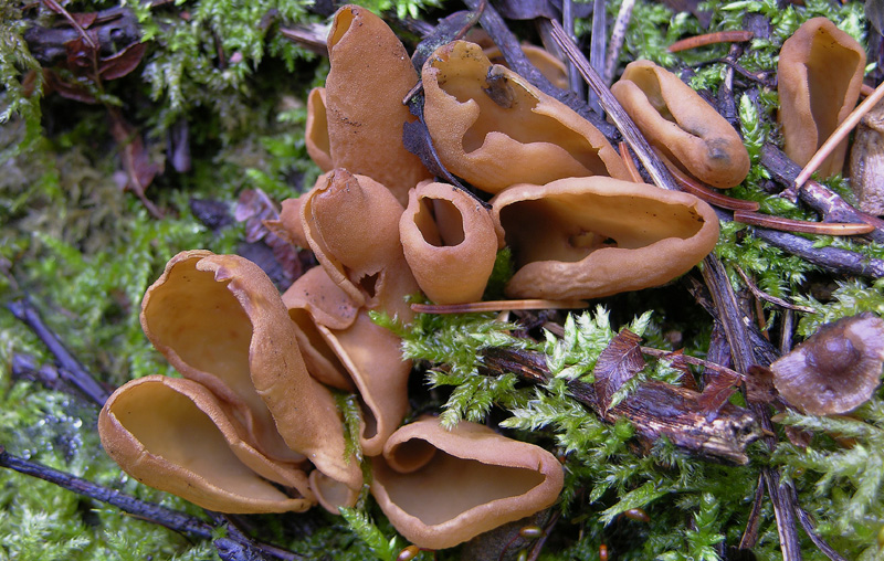 Funghi di sabato 08 novembre.